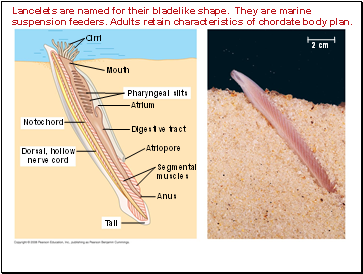 Lancelets are named for their bladelike shape. They are marine suspension feeders. Adults retain characteristics of chordate body plan.