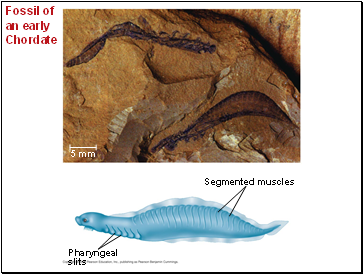 Fossil of an early Chordate