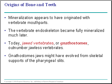 Origins of Bone and Teeth