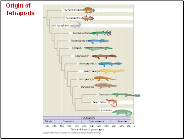 Origin of Tetrapods