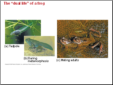 The dual life of a frog