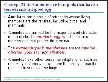 Concept 34.6: Amniotes are tetrapods that have a terrestrially adapted egg