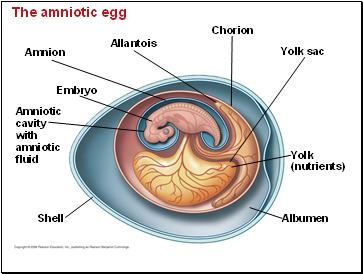 The amniotic egg