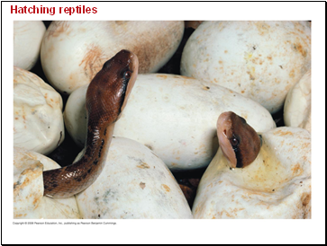 Hatching reptiles