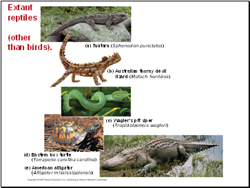 Extant reptiles (other than birds).
