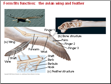 Form fits function: the avian wing and feather