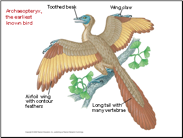 Archaeopteryx, the earliest known bird