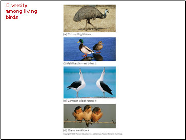 Diversity among living birds
