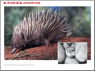 an Australian monotreme