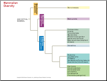 Mammalian Diversity