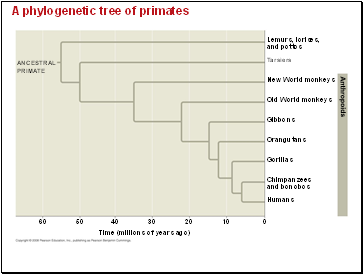 A phylogenetic tree of primates