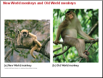 New World monkeys and Old World monkeys