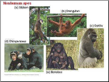 Nonhuman apes
