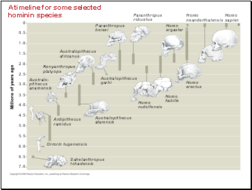 A timeline for some selected hominin species