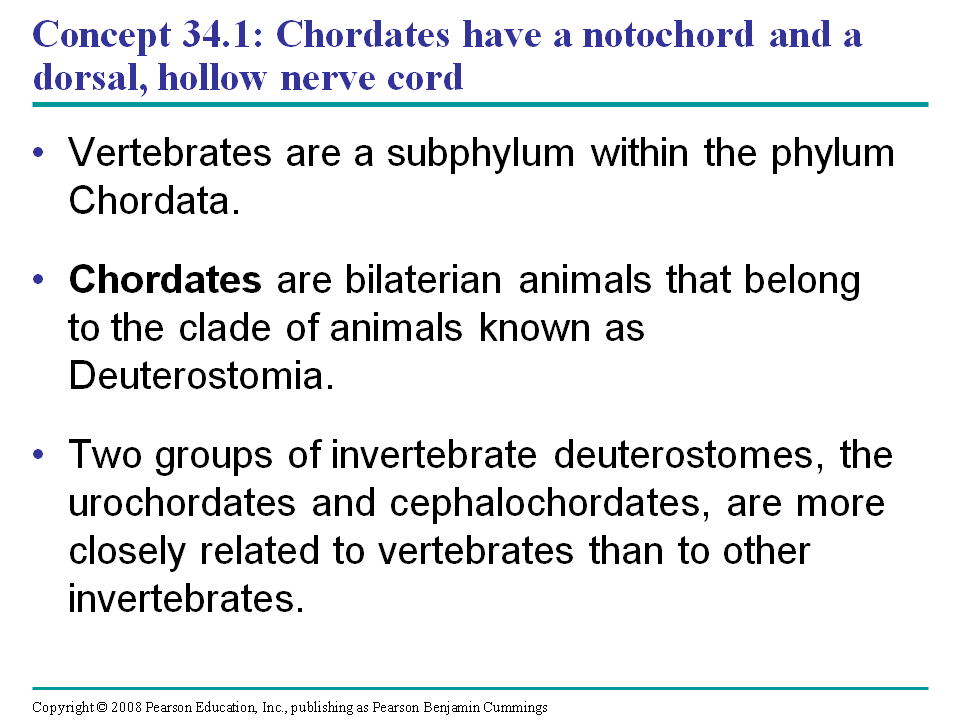 Vertebrates - Presentation Biology