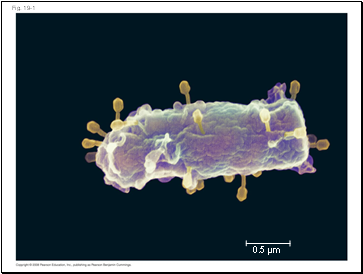 Fig. 19-1