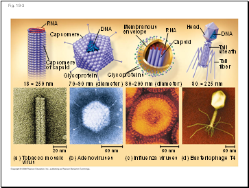 Fig. 19-3