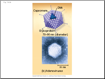 Fig. 19-3b