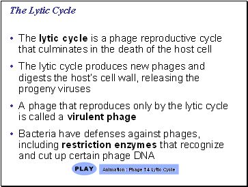 The Lytic Cycle