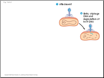 Fig. 19-5-2