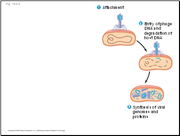 Fig. 19-5-3