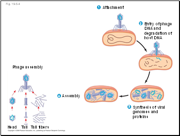 Fig. 19-5-4