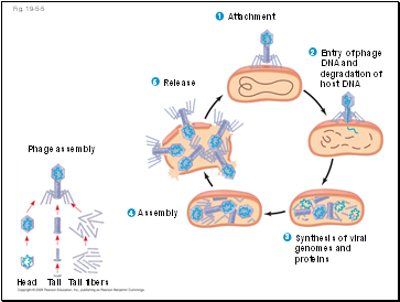 Fig. 19-5-5