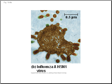 Fig. 19-9b