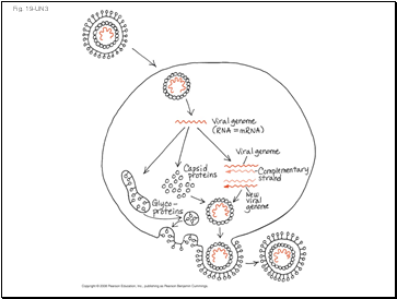 Fig. 19-UN3