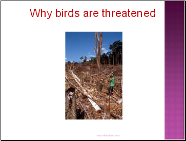Why birds are threatened