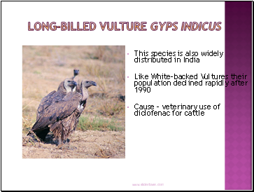 Long-billed Vulture Gyps indicus