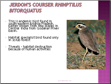 Jerdon's Courser Rhinptilus bitorquatus