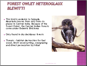 Forest Owlet Heteroglaux blewitti
