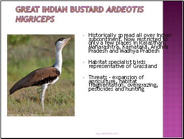 Great Indian Bustard Ardeotis nigriceps