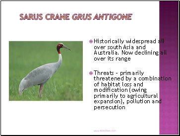 Sarus Crane Grus antigone