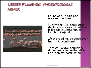 Lesser Flamingo Phoeniconaias minor