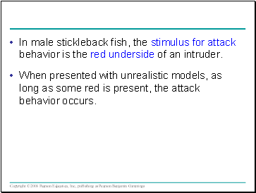 In male stickleback fish, the stimulus for attack behavior is the red underside of an intruder.
