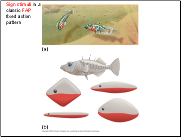 Sign stimuli in a classic FAP fixed action pattern