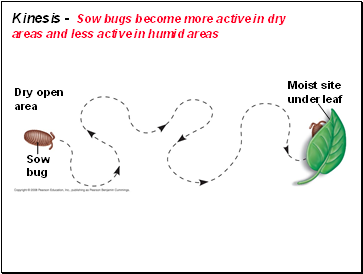 Kinesis - Sow bugs become more active in dry areas and less active in humid areas