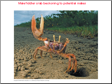 Male fiddler crab beckoning to potential mates