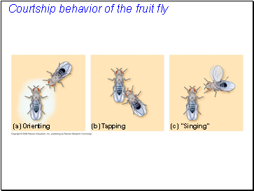 Courtship behavior of the fruit fly