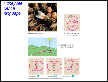 Honeybee dance language
