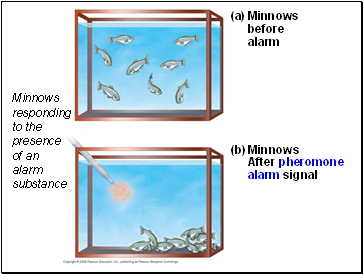 Minnows responding to the presence