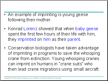 An example of imprinting is young geese following their mother.