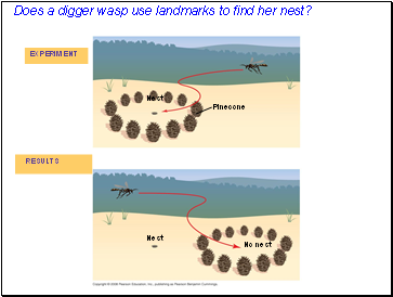 Does a digger wasp use landmarks to find her nest?