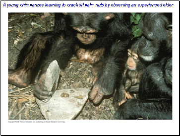 A young chimpanzee learning to crack oil palm nuts by observing an experienced elder