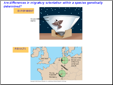 Are differences in migratory orientation within a species genetically determined?