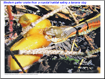 Western garter snake from a coastal habitat eating a banana slug
