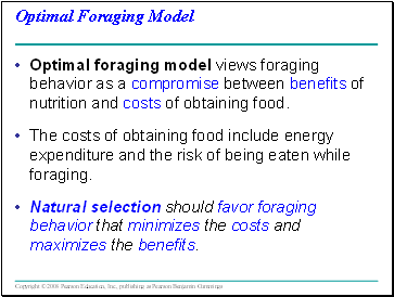 Optimal Foraging Model
