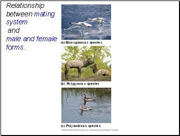 Relationship between mating system